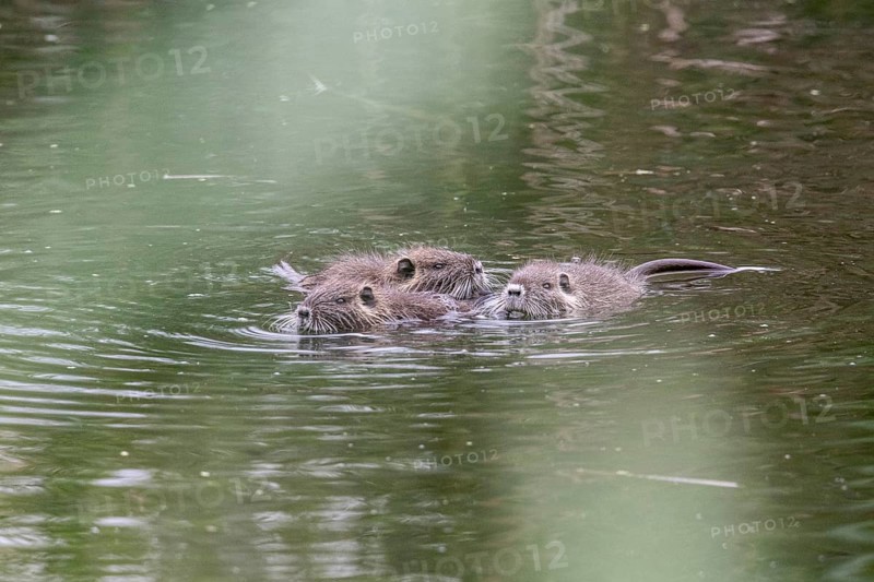 Nutrias (Myocastor coypus), Baden-Württemberg, Germany, Europe
