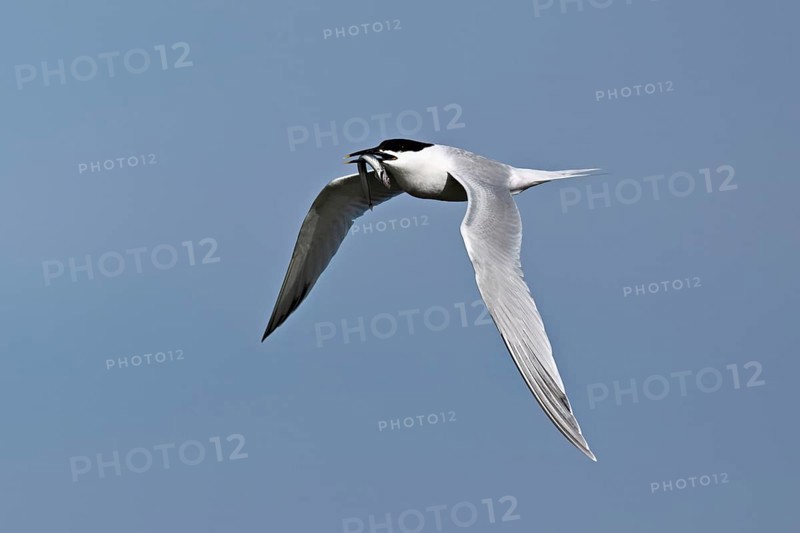 Sandwich tern (Sterna sandvicensis) in flight with fish in its beak, Texel, West Frisian Islands, province of North Holland, Netherlands