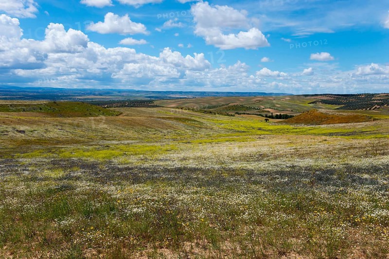 Ein weitläufiges Feld mit einer Mischung aus grünen Gräsern und gelben Blumen unter einem blauen Himmel mit weißen Wolken, bei Barrancas de Burujón, Burujon, Toledo, Kastilien-La Mancha, Spanien
