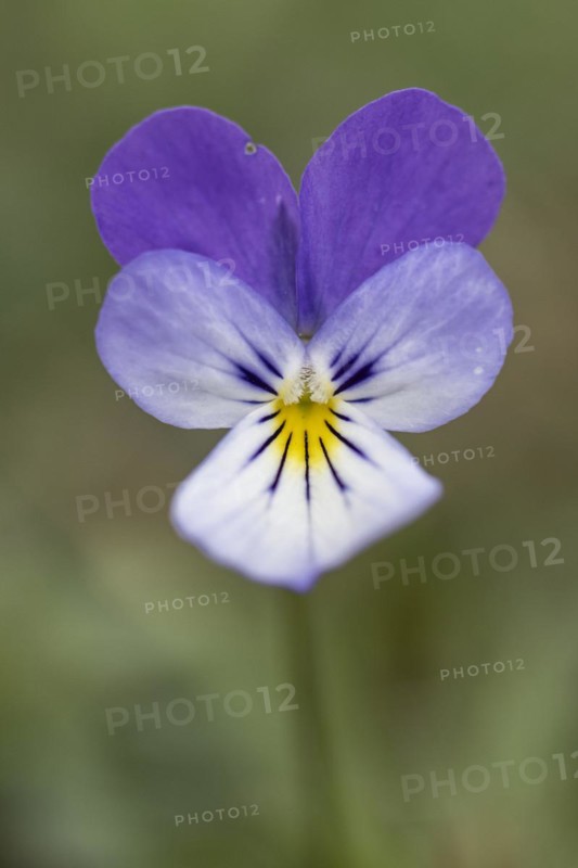 Heartsease (Viola tricolor), Emsland, Lower Saxony, Germany, Europe