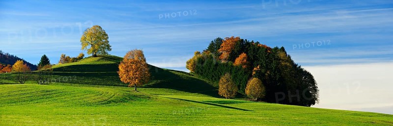 Field landscape in Upper Bavaria in autumn, green meadow, solitary trees with autumn leaves and copses under a blue sky, Bavaria, Germany, Europe
