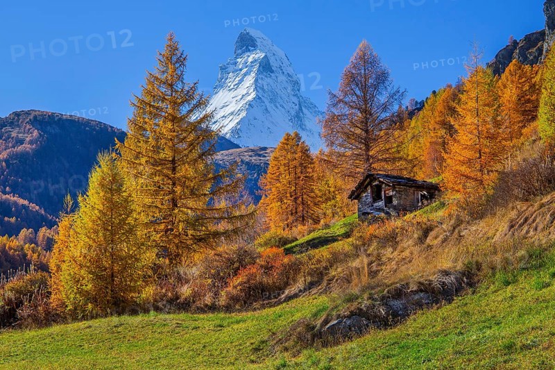 Autumn landscape with Matterhorn 4478m and golden yellow larches, Zermatt, Mattertal, Valais, Switzerland, Europe