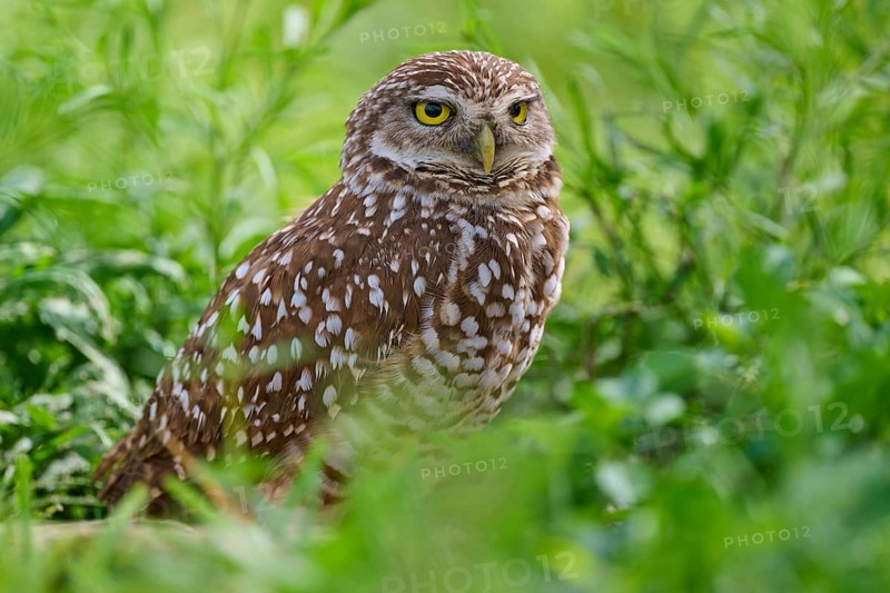 Burrowing owl (Speotyto cunicularia), sitting in a meadow, Pembroke Pines, Florida, USA, North America