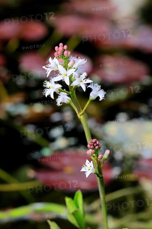 Bitter clover (Menyanthes trifoliata), flowering, blossom, aquatic plant, at a pond, Ellerstadt, Germany, Europe