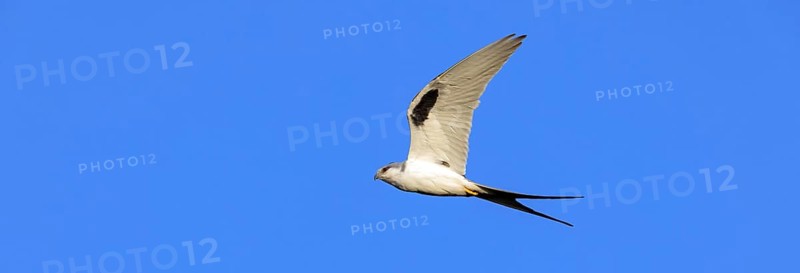 Swallow-tailed Kite, (Chelictinia riocourii), also Scissor-tailed Kite, African Swallow-tailed Kite, Fork-tailed Kite, bird of prey, family Accipitridae, flight photo, blue sky, Kousmar, Ndiaffate, Senegal, Africa