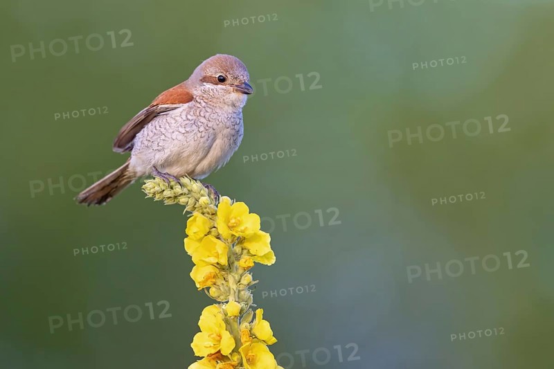 Red-backed shrike, red-backed shrike, thorn-backed shrike, family of shrikes, (Lanius collurio), female, Hockenheim, Baden-Württemberg, Germany, Europe