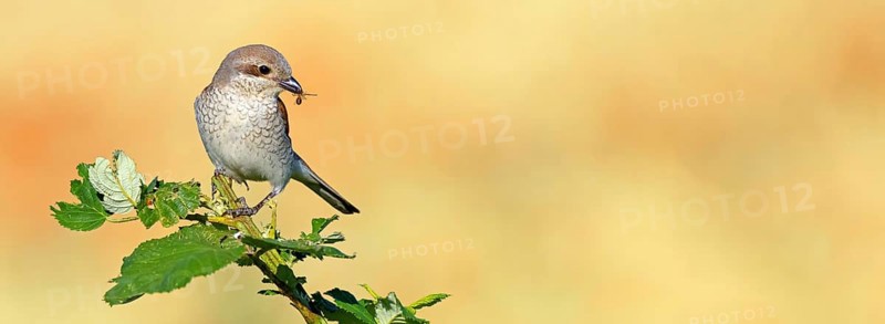 Red-backed shrike (Lanius collurio), female with prey, Hockenheim, Baden-Württemberg, Germany, Europe