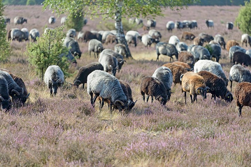 Heidschnucken (Ovis aries), herd in the blooming heathland, Südheide Nature Park, Lüneburg Heath, Lower Saxony, Germany, Europe