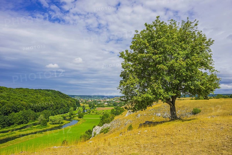 Willow beech (Fagus sylvatica), Eselsburg Valley, Swabian Alb, Baden-Württemberg, Germany, Europe