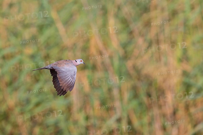 Mourning collared dove (Streptopelia decipiens), Lamin rice fields, Abuko, South Bank, Gambia, Africa