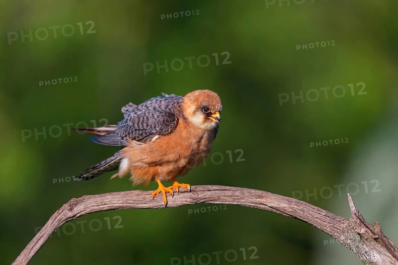 Red-footed Falcon, (Falco vespertinu), perching station, falcon family, Tower Hide, Tiszaalpár, Kiskunsági National Park, Bács-Kiskun, Hungary, Europe
