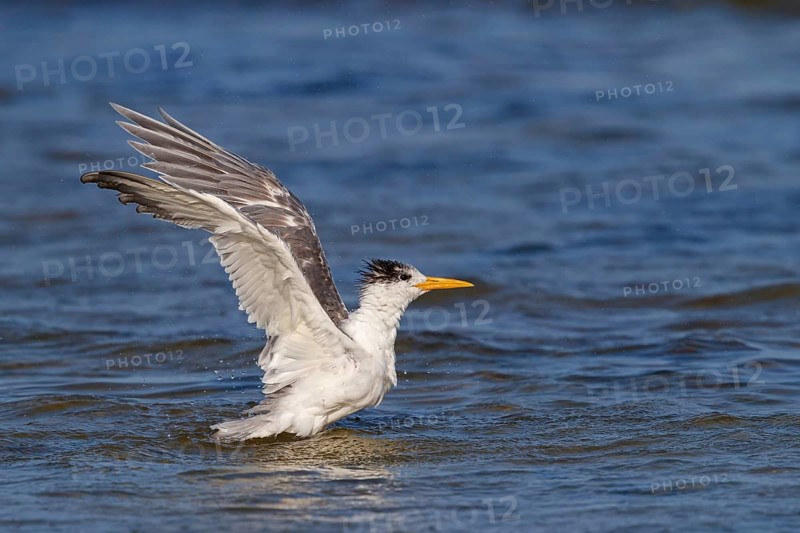 Common Tern, flight photo, (Thalasseus bergii), landing in the water, East Khawr / Khawr Ad Dahariz, Salalah, Dhofar, Oman, Asia