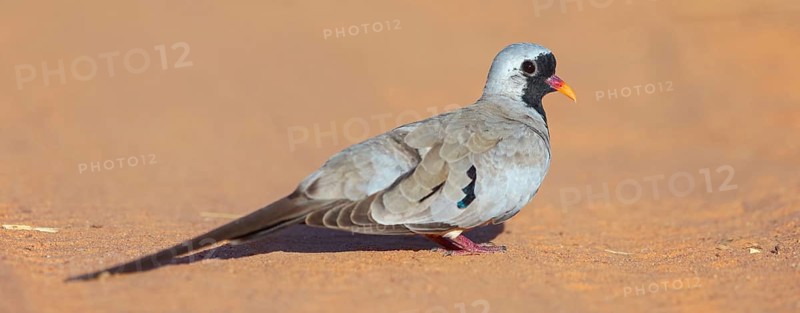 Cape Dove, (Oena capensi), Road N4 to Kaolack, Firgui, Senegal, Africa