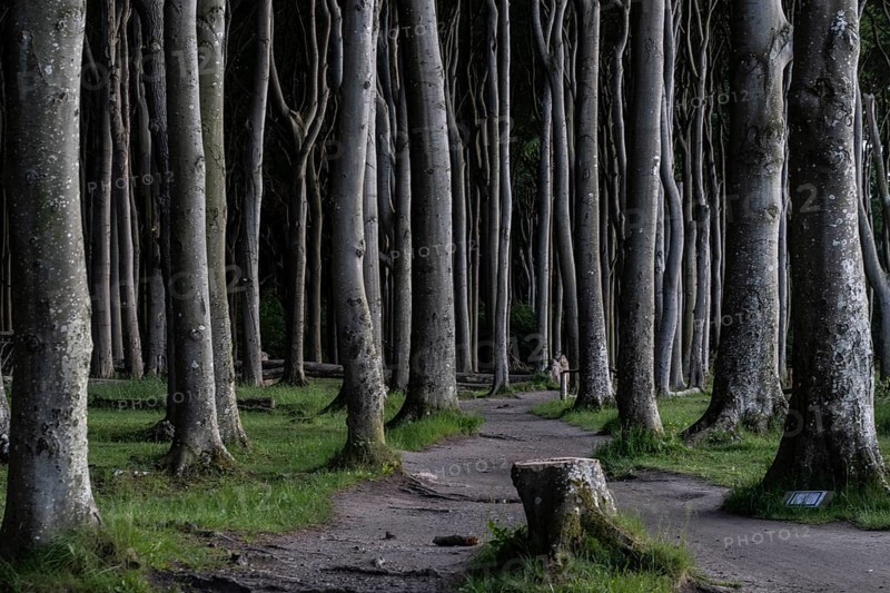 Beech forest (Fagus sylvatica), Ghost Forest Nienhagen, Mecklenburg-Western Pomerania, Germany, Europe