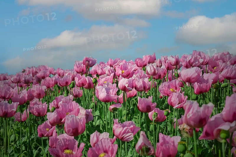 Opium poppy (Papaver somniferum), cultivation of edible poppy, poppy field, Donnersbergkreis, Palatinate, Rhineland-Palatinate