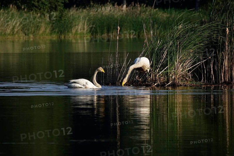 Upper Lusatian Heath and Pond Landscape, Whooper Swans, June, Saxony, Germany, Europe