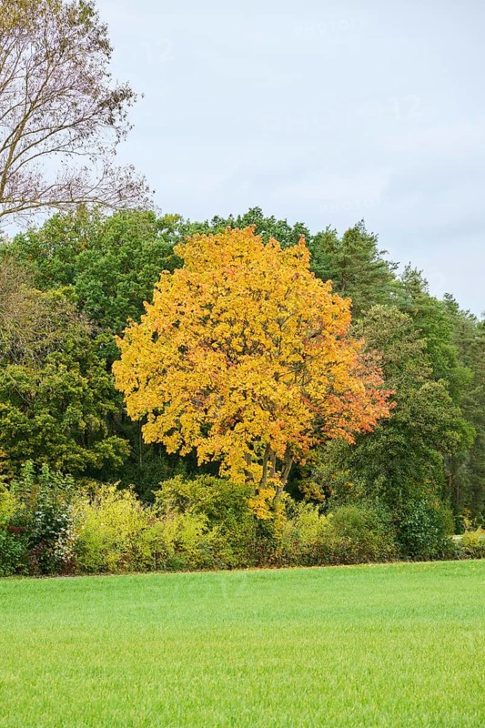 Norway maple (Acer platanoides) tree colored behind a field in autumn, Bavaria, Germany, Europe