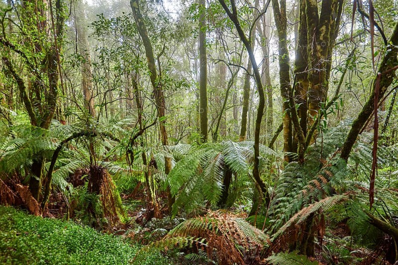 Nature landscape of the forest in the Great Otway National Park in spring, Australia, Oceania