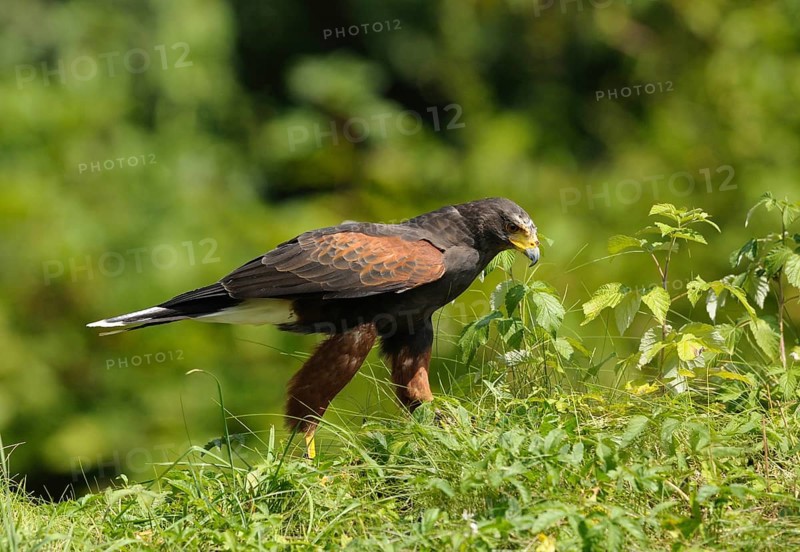A bird of prey stands on a green meadow, surrounded by plants, desert buzzard (Parabuteo unicinctus), captive