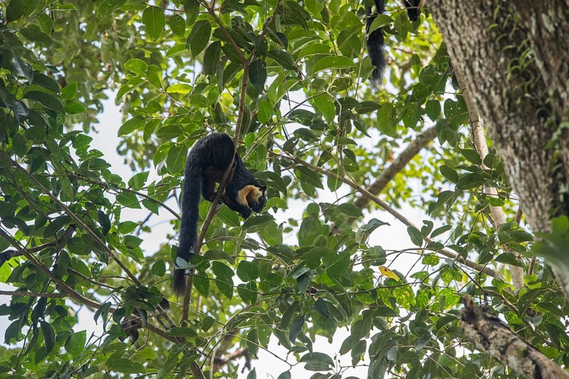 Black giant squirrel (Ratufa bicolor), Kaeng Krachan National Park, Phetchaburi Province, Thailand, Asia