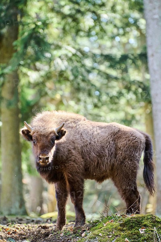 European bison (Bison bonasus) youngster in a forest in spring, Bavarian Forest, Germany, Europe