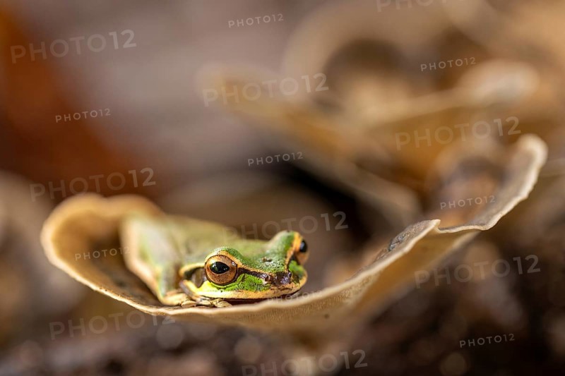 Masked tree frog (Smisisa phaeata), frogs (Rana), Costa Rica, Central America