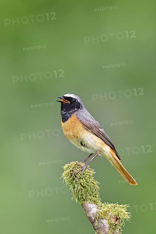 Redstart (Phoenicurus phoenicurus), male singing on a moss-covered branch, songbird, wildlife, Wilnsdorf, North Rhine-Westphalia, Germany, Europe