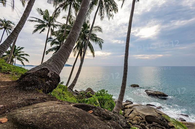 Wild beach with surf on the coast facing the Indian Ocean. Palm trees and high waves at sunset. Patong, Kathu, Phuket Island, Thailand, Asia
