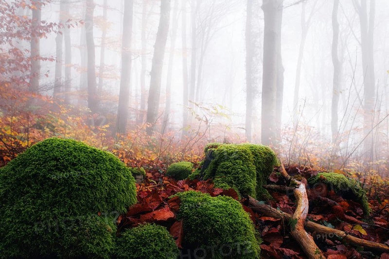 Foggy autumn day in a beech forest (Fagus sylvatica), in the foreground moss-covered tree stumps and autumn leaves, Canton Aargau, Switzerland, Europe