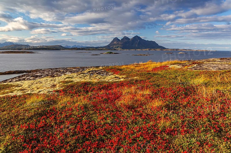 Autumn coloured tundra, morning light, cloudy mood, mountains, coast, Tranoy, Ofoten, Norway, Europe