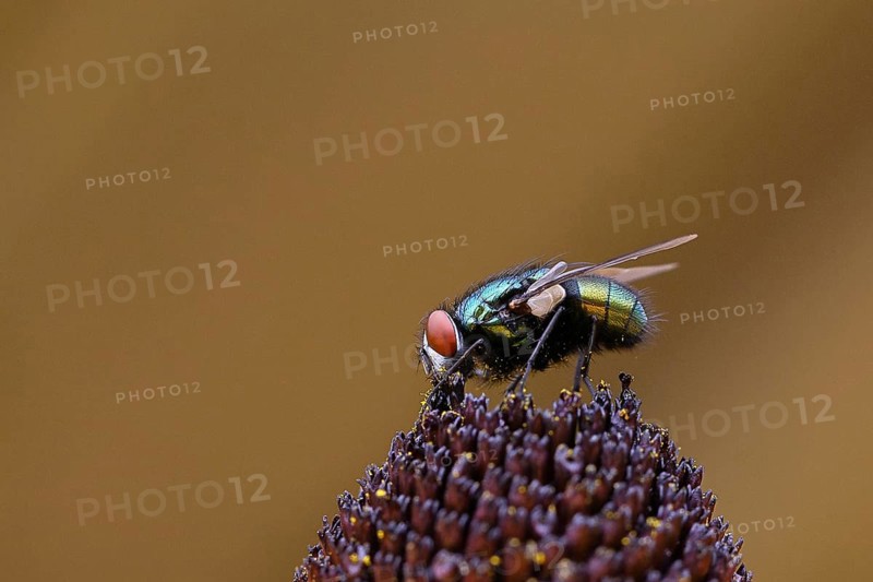 Golden fly (Lucilia caesar) on a flower of the yellow coneflower (Echinacea paradoxa), macro photograph, Wilnsdorf, North Rhine-Westphalia, Germany, Europe