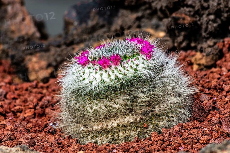 2016, Raimund Franken, Model Release:Not, Property Release: Not Guatiza, Lanzarote, Jardin de Cactus by Cesar Manrique, ESP, Spain, Canary Islands, Canary Islands, Atlantic Ocean, Lanzarote, biosphere reserve, volcano, volcanism, volcanic island, island, recording date, Europe