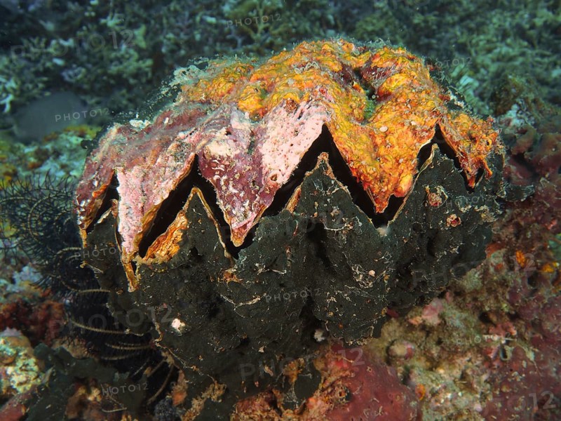 A giant grouper oyster (Hyotissa hyotis), clam, with orange-black surface on a coral reef, dive site Close Encounters, Permuteran, Bali, Indonesia, Asia