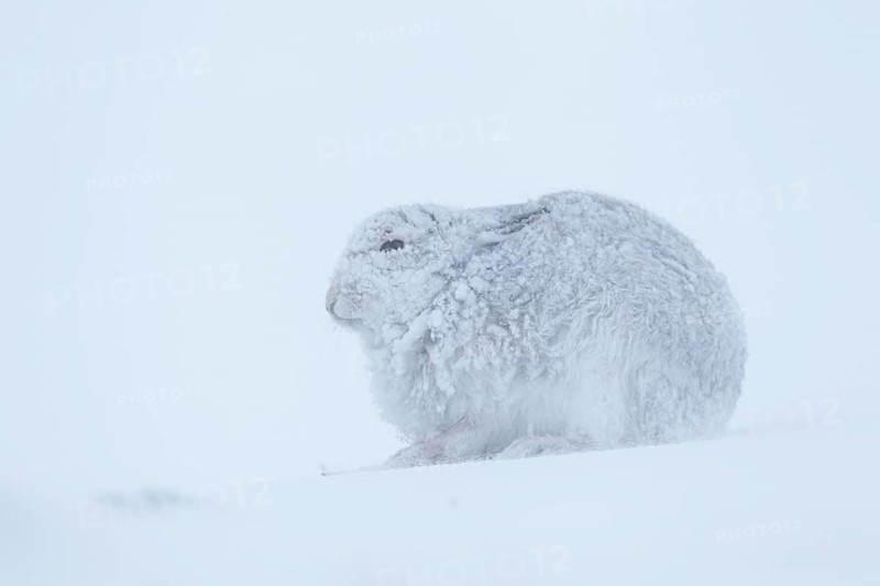Mountain hare (Lepus timidus) adult animal in its winter coat on a snow covered mountain side, Cairngorm mountains, Scotland, United Kingdom, Europe