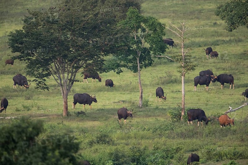 Gaur (Bos gaurus), Khiri Khan, Hua Hin, Kui Buri National Park, Thailand, Asia