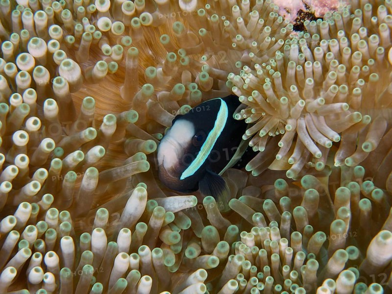A clownfish with black body stripes, Clark's anemonefish (Amphiprion clarkii) melanistic, hiding between the green tentacles of a sea anemone, dive site Toyapakeh, Nusa Ceningan, Nusa Penida, Bali, Indonesia, Asia