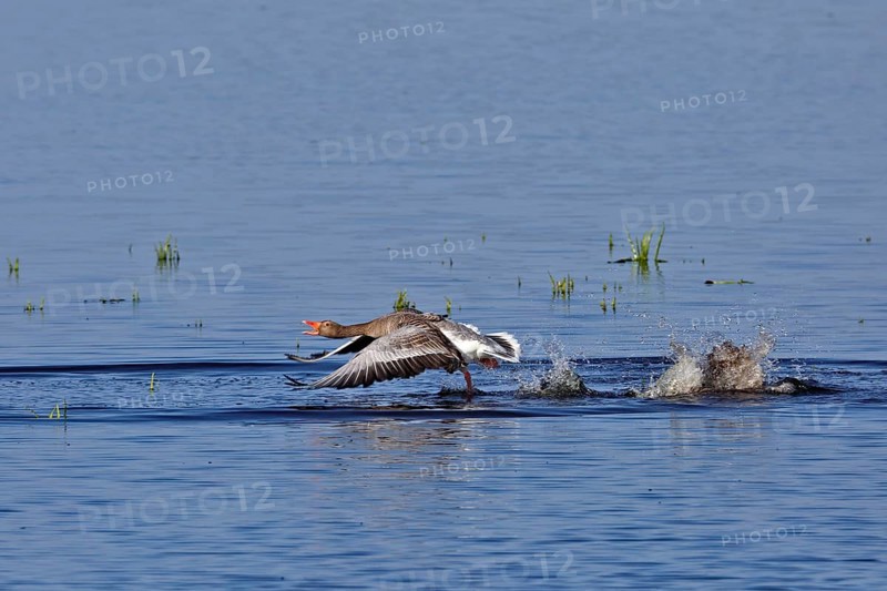 Greylag goose (Anser anser), territorial fight of gander, territorial behaviour, Flusslandschaft Peenetal nature park Park, Mecklenburg-Western Pomerania, Germany, Europe