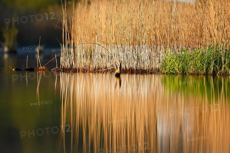 Alder quarry forest in the morning on the Peene with reflection of the trees in the water, Flusslandschaft Peenetal nature park Park, Mecklenburg-Western Pomerania, Germany, Europe
