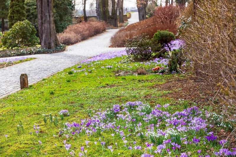 Crocuses (crocus) bloom between the graves at the Trinitatisfriedhof cemetery in Riesa, Saxony, Germany, Europe