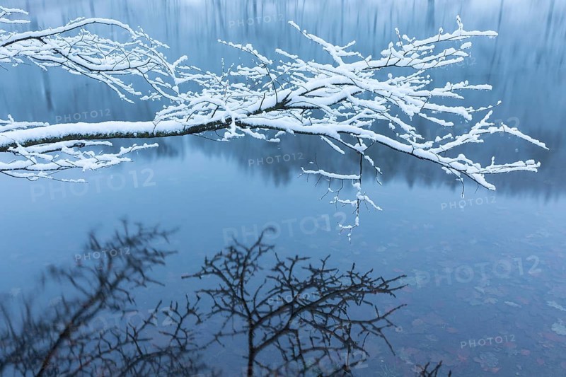 Freshly snow-covered branch reflected in the water of the Spitzgrundteich, Friedewald, Coswig, Saxony, Germany, Europe
