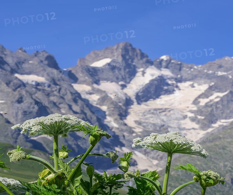 Botanical garden Jardin du Lautaret with glaciated mountains in the background, Villar-d'Arêne, Département Hautes-Alpes, France, Europe
