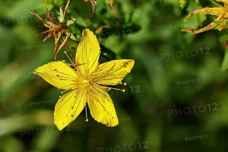 Common St John's wort (Hypericum perforatum), spotted St John's wort or common St John's wort (Hypericum perforatum), blood herb, St John's wort, spotted St John's wort, medicinal plant, close-up of a flower, Wilnsdorf, North Rhine-Westphalia, Germany, Europe