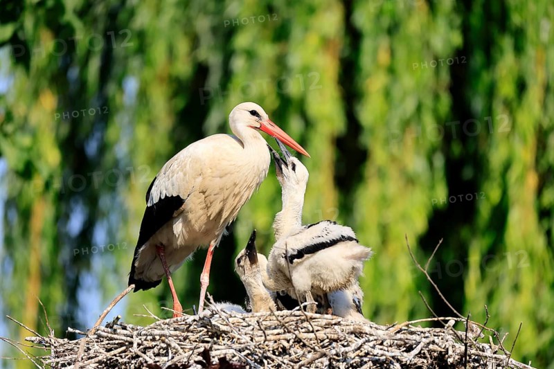 White stork (Ciconia ciconia), adult, juvenile, chick, nest, family, Heidelberg, Germany, Europe