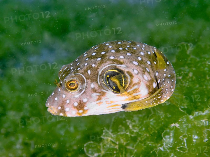 A juvenile white-spotted pufferfish (Arothron hispidus) floats in the water in front of green algae, dive site Secret Bay, Gilimanuk, Bali, Indonesia, Asia