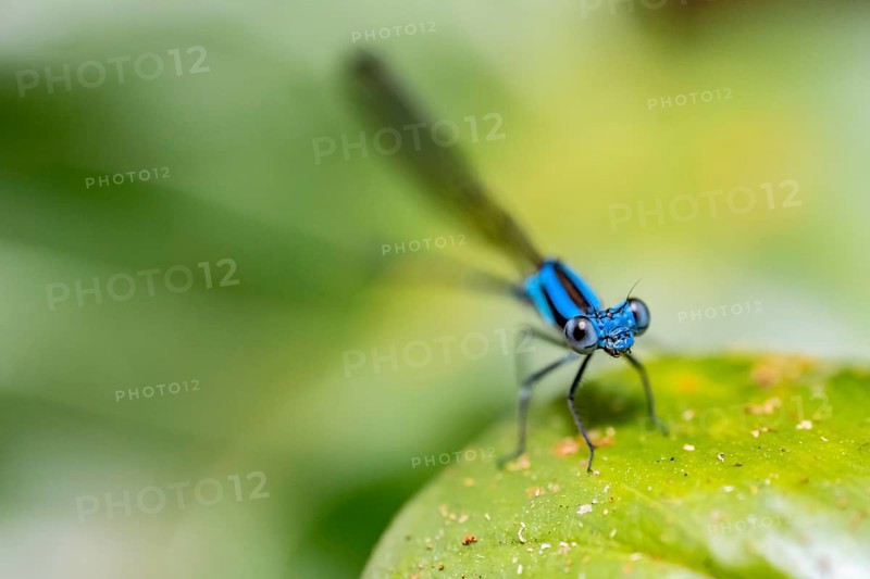 Blue dragonfly on a leaf, Corcovado National Park, Osa Peninsula, Puntarena Province, Costa Rica, Central America