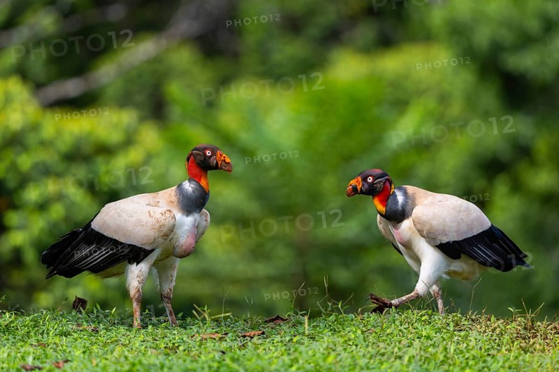 King vulture (Sarcoramphus papa), cock, vulture birds (Aegypiinae), Laguna del Lagarto Lodge, Alajuela, Costa Rica, Central America