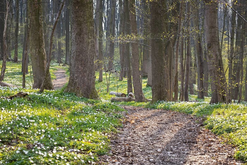 Path through the forest with flowering wood anemones (Anemone nemorosa) in spring, Petzschwitz, Lommatzsch, Saxony, Germany, Europe