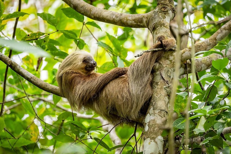 Hoffmann's two-fingered sloth (Choloepus hoffmanni) sleeping on a branch, Cahuita National Park, Costa Rica, Central America