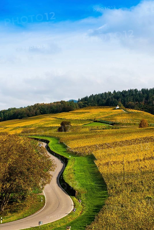 Hilly landscape with vineyards and winding road in autumn, Ballrechten-Dottingen, Breisgau, Markgräflerland, Black Forest, Baden-Württemberg, Germany, Europe