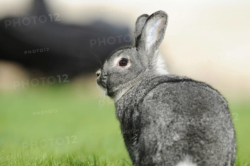 Grey hare photographed from the side on a green meadow, domestic rabbit (Oryctolagus cuniculus forma domestica), large chinchilla, Bavaria